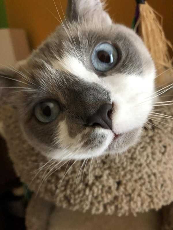 funny animals 38 17 600x800 Get Ready For Funny Animals – Part 24 (50 photos)