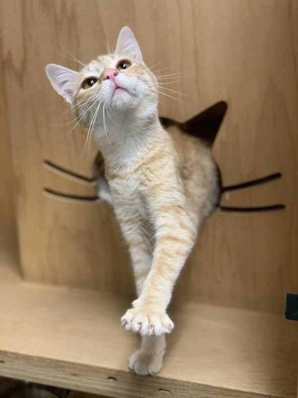 Get Ready For Funny Animals – Part 13 (46 photos)