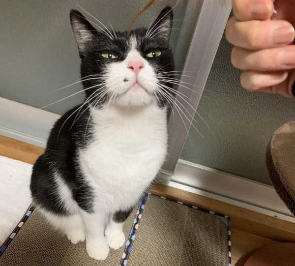 Get Ready For Funny Animals – Part 17 (44 photos)