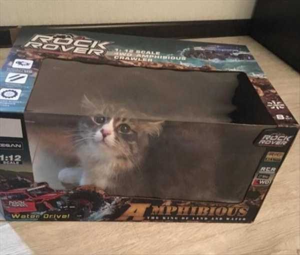 funny animals 39 13 600x509 Get Ready For Funny Animals – Part 20 (42 photos)