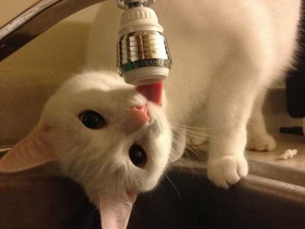 Get Ready For Funny Animals – Part 13 (46 photos)