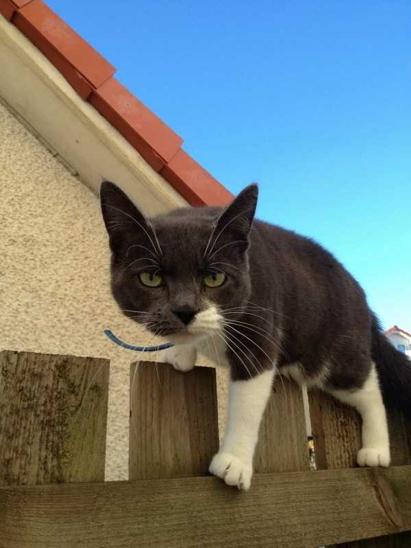 Get Ready For Funny Animals – Part 14 (42 photos)