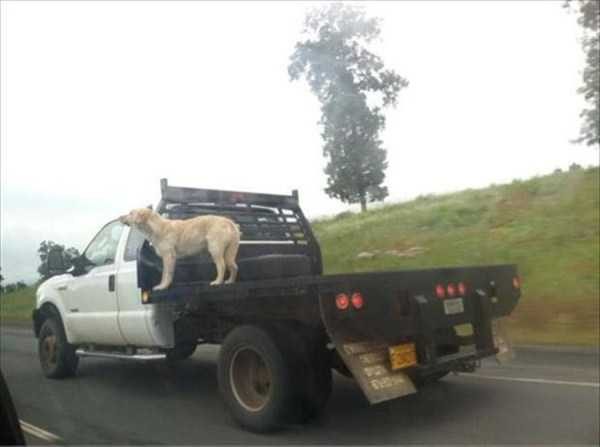 funny animals 40 13 600x447 Get Ready For Funny Animals – Part 20 (42 photos)