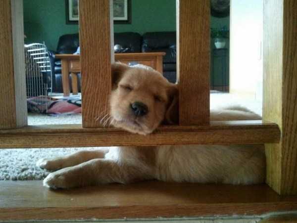 Get Ready For Funny Animals – Part 22 (45 photos)