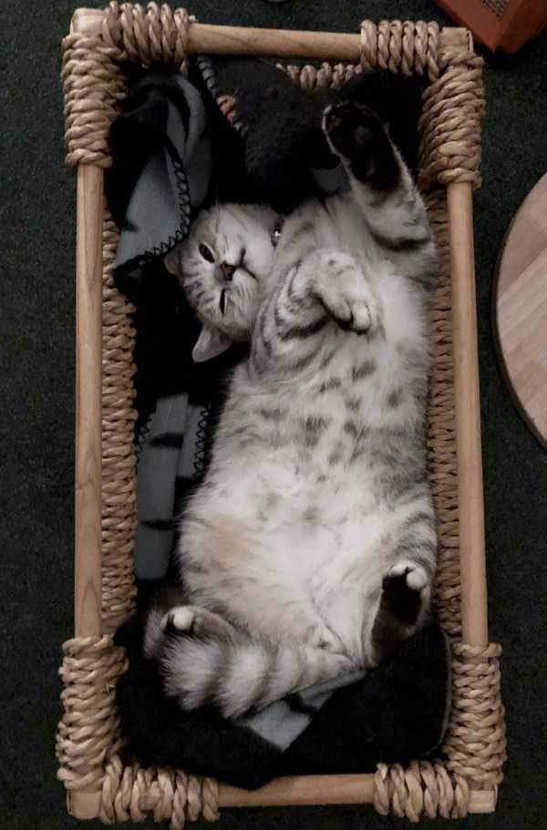 funny animals 40 17 600x911 Get Ready For Funny Animals – Part 24 (50 photos)