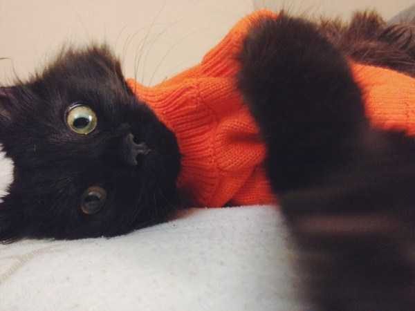 funny animals 40 5 600x450 Get Ready For Funny Animals – Part 12 (49 photos)