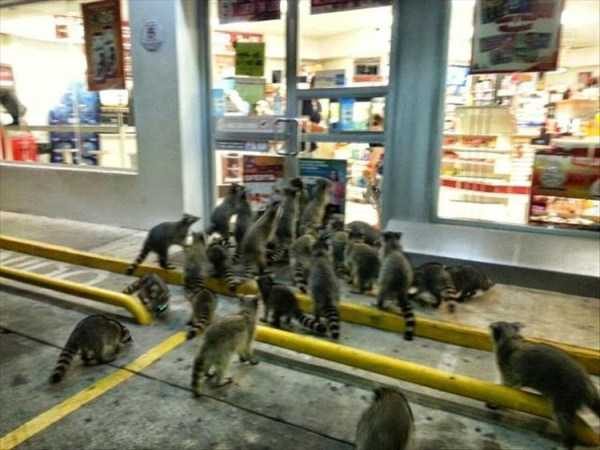 funny animals 41 13 600x450 Get Ready For Funny Animals – Part 20 (42 photos)