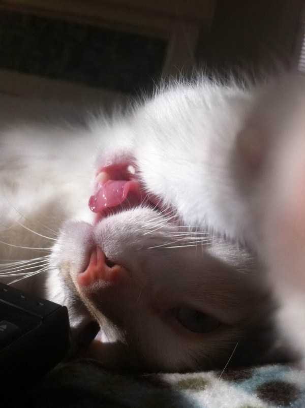 funny animals 41 14 600x803 Get Ready For Funny Animals – Part 21 (50 photos)