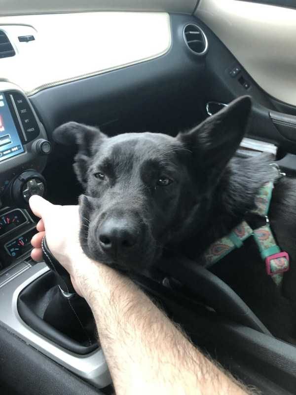 funny animals 41 17 600x800 Get Ready For Funny Animals – Part 24 (50 photos)