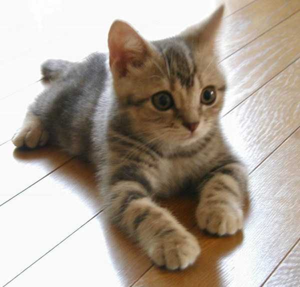 funny animals 41 5 600x574 Get Ready For Funny Animals – Part 12 (49 photos)