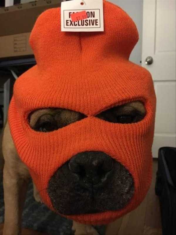 funny animals 42 13 600x800 Get Ready For Funny Animals – Part 20 (42 photos)