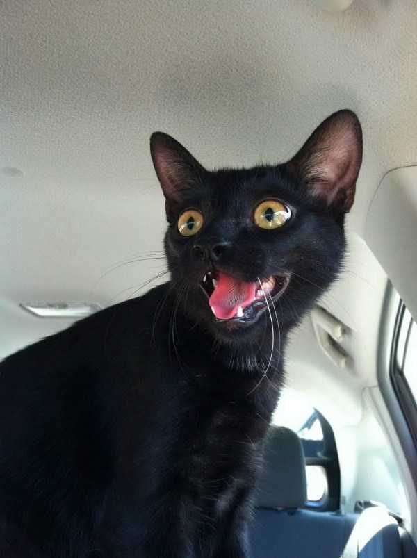 funny animals 42 14 600x803 Get Ready For Funny Animals – Part 21 (50 photos)