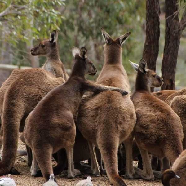 funny animals 42 17 600x600 Get Ready For Funny Animals – Part 24 (50 photos)