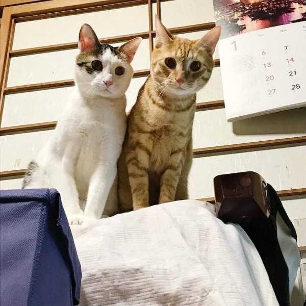 funny animals 42 5 600x600 Get Ready For Funny Animals – Part 12 (49 photos)