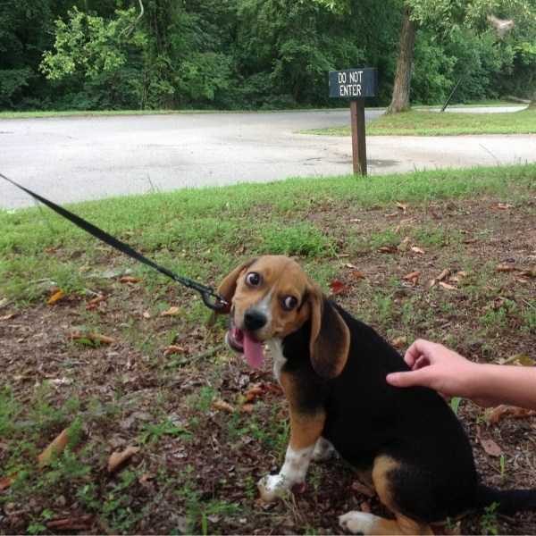 funny animals 43 12 600x600 Get Ready For Funny Animals – Part 21 (50 photos)