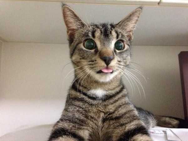 Get Ready For Funny Animals – Part 22 (45 photos)