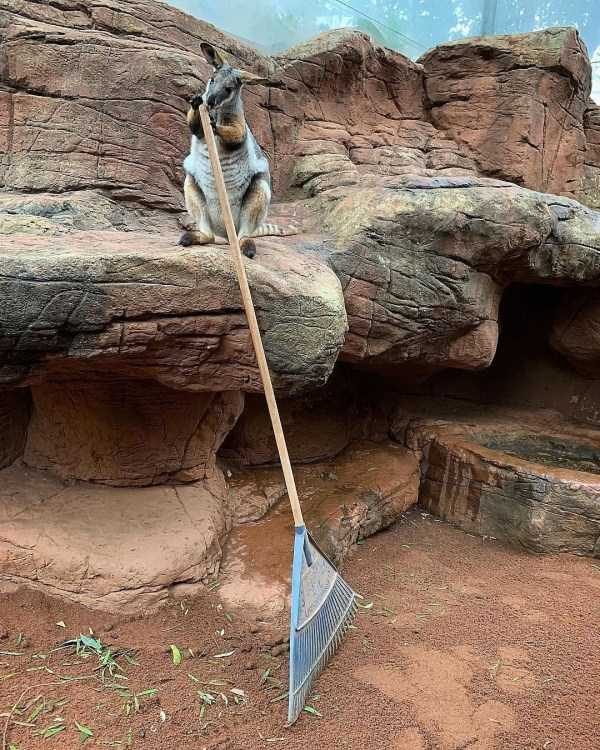 funny animals 43 15 600x750 Get Ready For Funny Animals – Part 24 (50 photos)