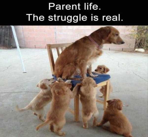 Get Ready For Funny Animals – Part 13 (46 photos)