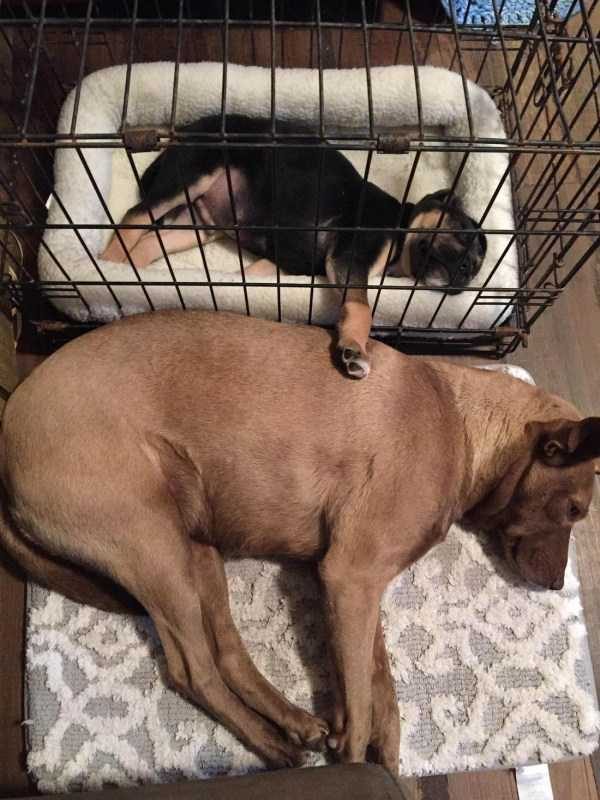 Get Ready For Funny Animals – Part 17 (44 photos)