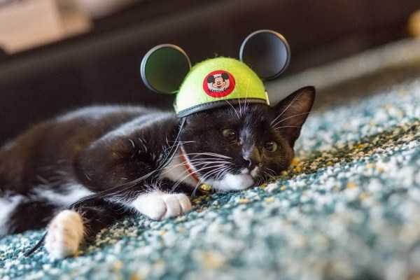 funny animals 44 12 600x400 Get Ready For Funny Animals – Part 21 (50 photos)