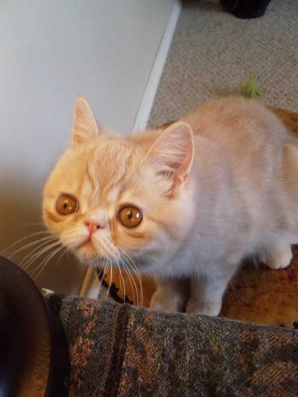 Get Ready For Funny Animals – Part 22 (45 photos)