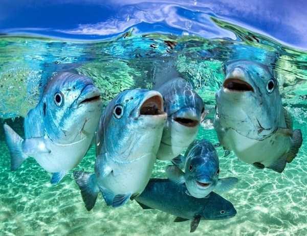 funny animals 44 15 600x461 Get Ready For Funny Animals – Part 24 (50 photos)