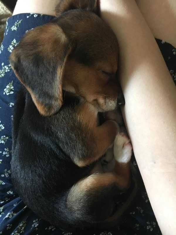 funny animals 44 5 600x800 Get Ready For Funny Animals – Part 12 (49 photos)