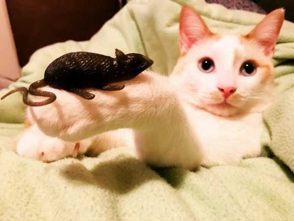 Get Ready For Funny Animals – Part 17 (44 photos)