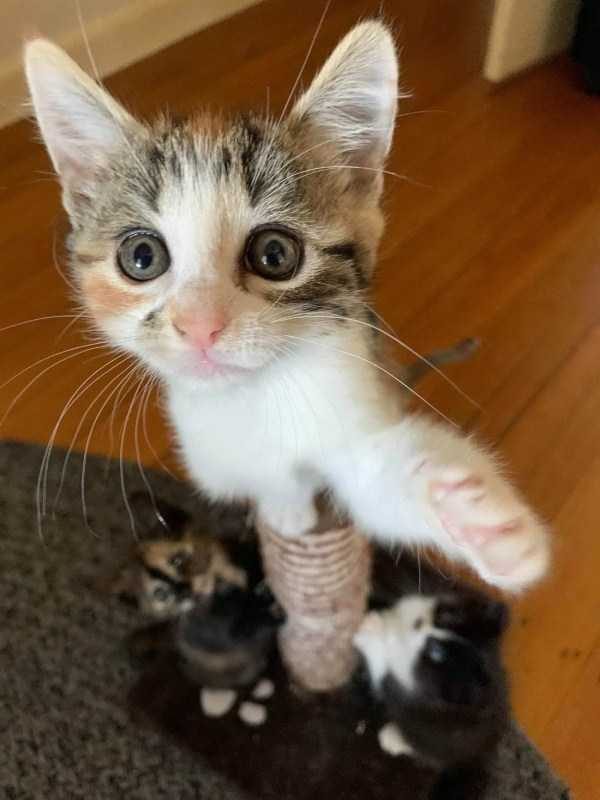 funny animals 45 12 600x800 Get Ready For Funny Animals – Part 21 (50 photos)