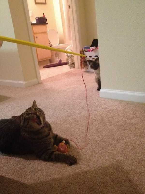 Get Ready For Funny Animals – Part 22 (45 photos)