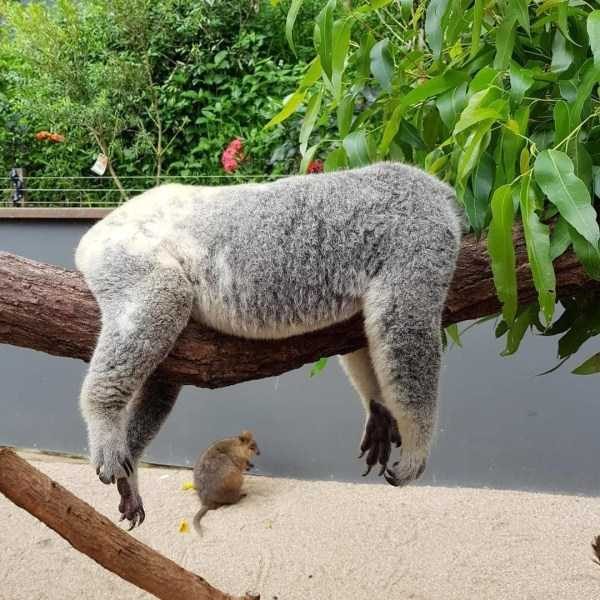 funny animals 45 15 600x600 Get Ready For Funny Animals – Part 24 (50 photos)