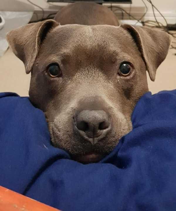 funny animals 45 5 600x718 Get Ready For Funny Animals – Part 12 (49 photos)