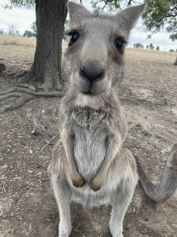 funny animals 46 11 600x800 Get Ready For Funny Animals – Part 21 (50 photos)