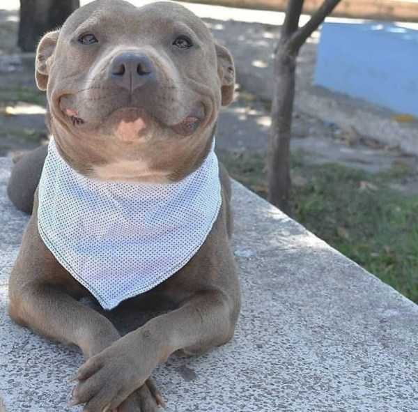 Get Ready For Funny Animals – Part 13 (46 photos)