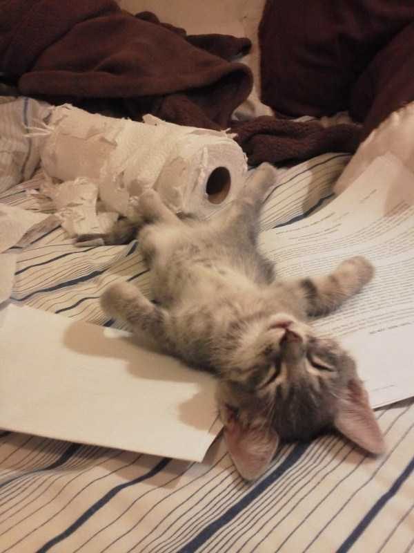 funny animals 47 8 600x800 Get Ready For Funny Animals – Part 21 (50 photos)