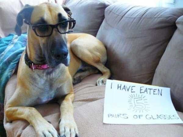 funny animals 48 8 600x448 Get Ready For Funny Animals – Part 24 (50 photos)