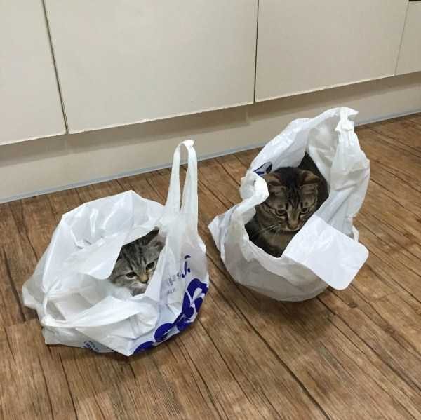 funny animals 49 7 600x599 Get Ready For Funny Animals – Part 21 (50 photos)