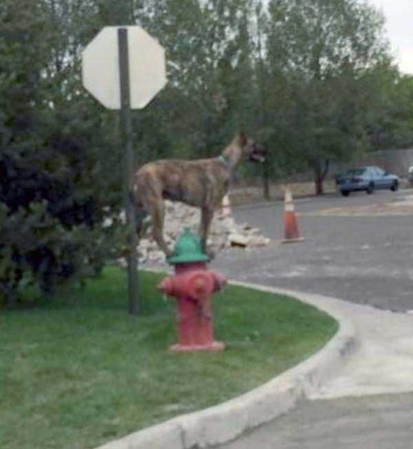 funny animals 49 8 600x653 Get Ready For Funny Animals – Part 24 (50 photos)