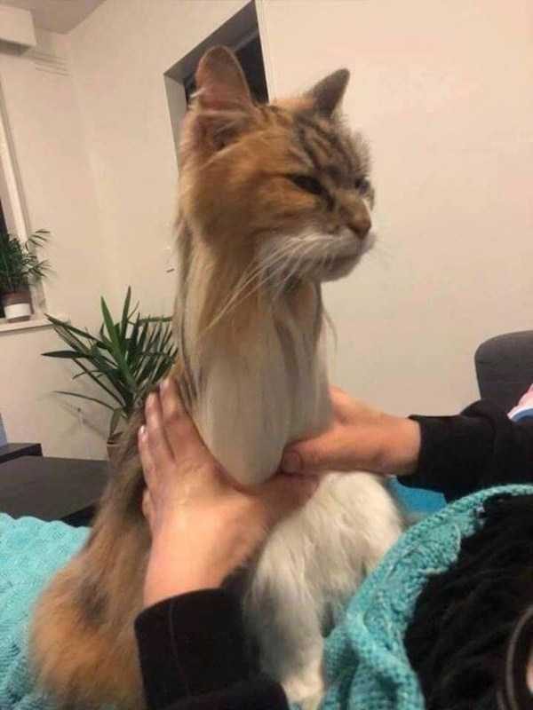 funny animals 5 14 600x800 Get Ready For Funny Animals – Part 21 (50 photos)