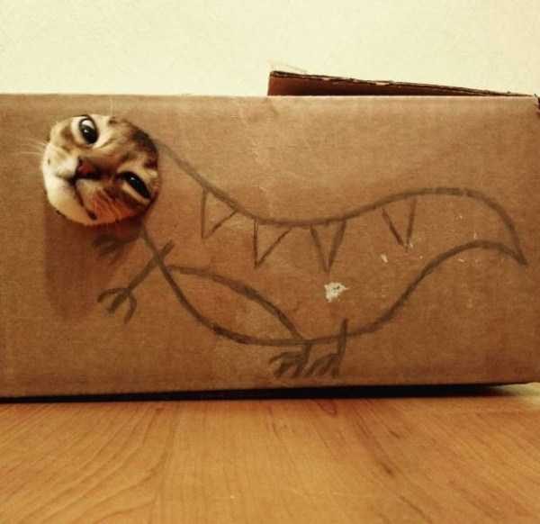 funny animals 5 5 600x582 Get Ready For Funny Animals – Part 12 (49 photos)