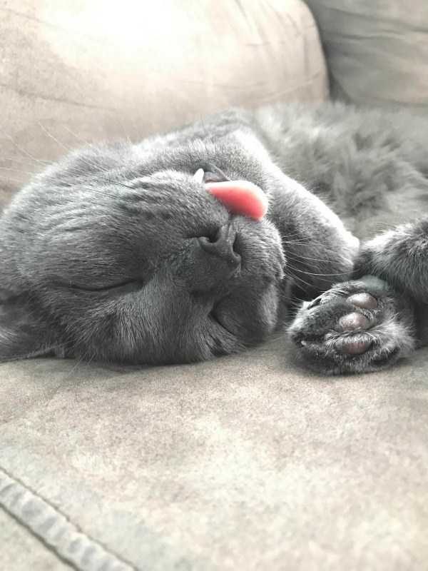 funny animals 50 5 600x800 Get Ready For Funny Animals – Part 21 (50 photos)