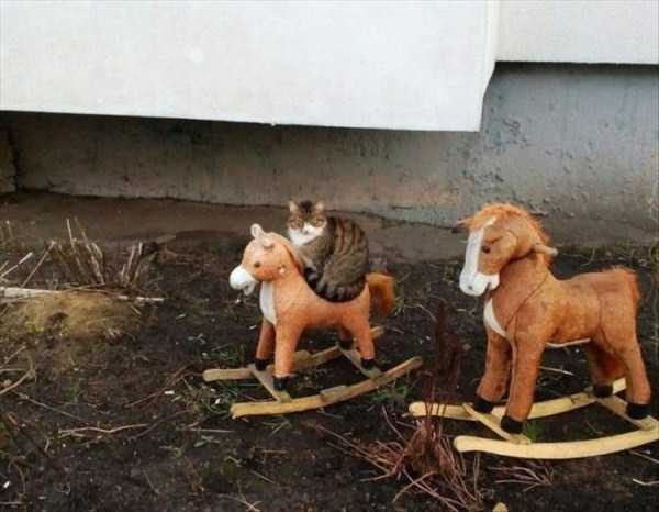 funny animals 50 6 600x466 Get Ready For Funny Animals – Part 24 (50 photos)