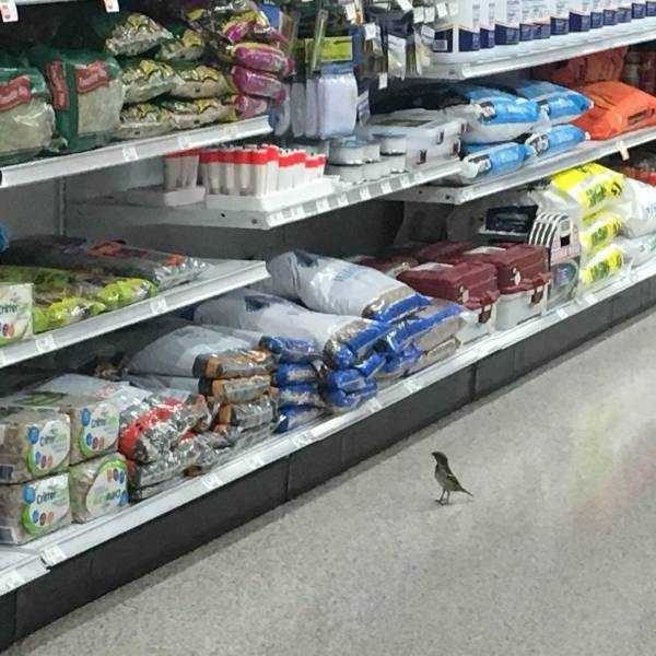 Get Ready For Funny Animals – Part 22 (45 photos)