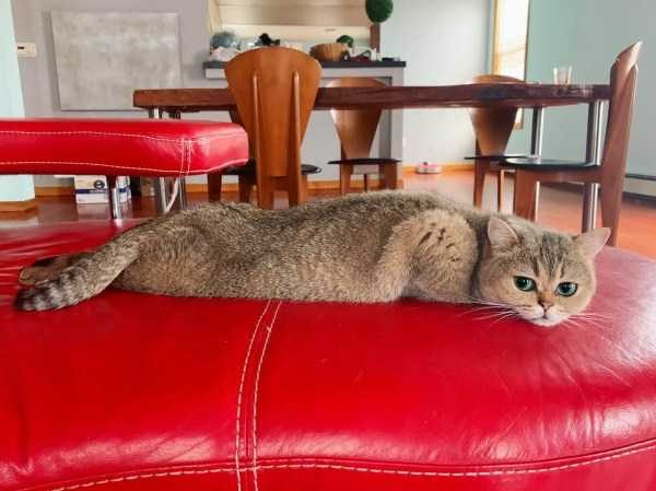 funny animals 6 17 600x449 Get Ready For Funny Animals – Part 24 (50 photos)