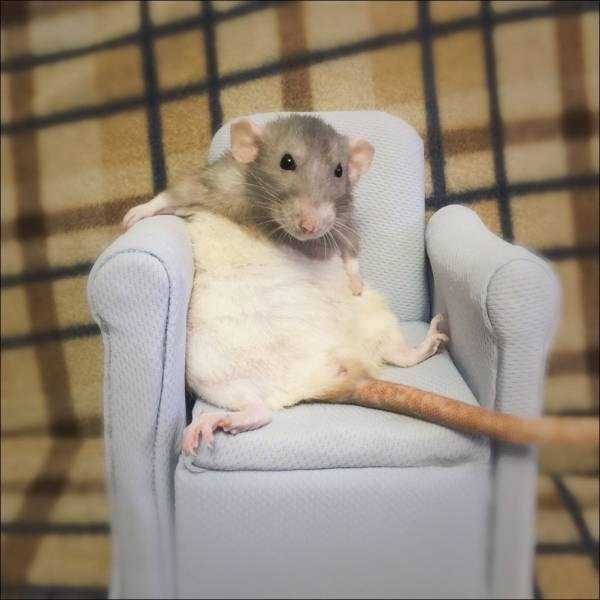 Get Ready For Funny Animals – Part 13 (46 photos)