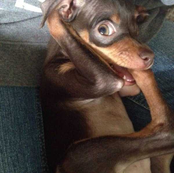 funny animals 7 5 600x597 Get Ready For Funny Animals – Part 12 (49 photos)
