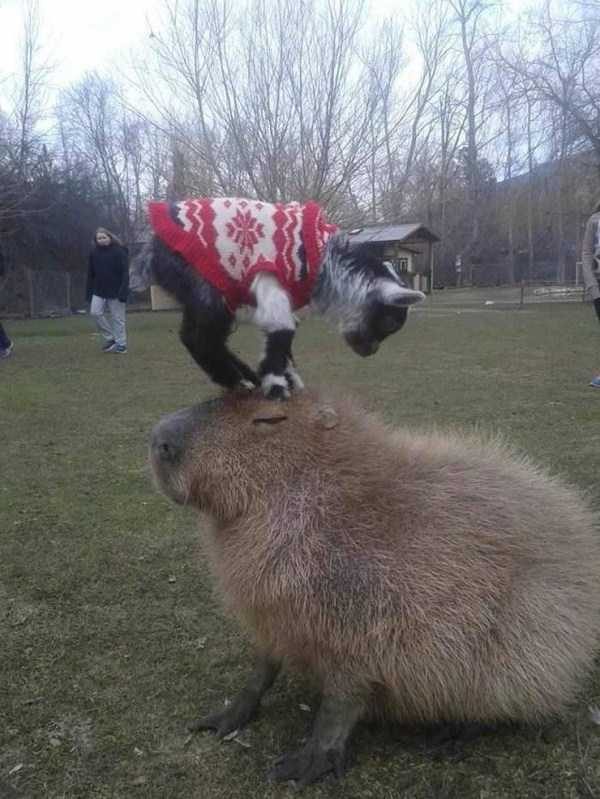 Get Ready For Funny Animals – Part 17 (44 photos)