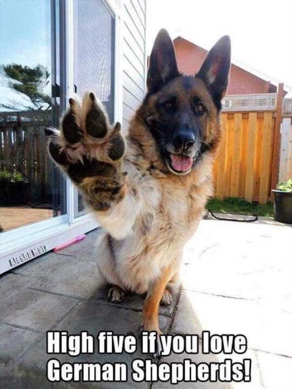 funny animals 9 13 600x800 Get Ready For Funny Animals – Part 20 (42 photos)