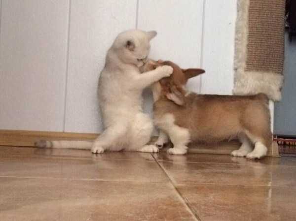 Get Ready For Funny Animals – Part 22 (45 photos)