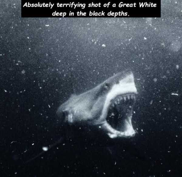 47 Random Pictures With Captions (47 photos)